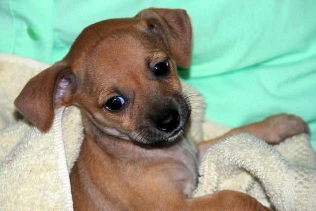 Ridgeback chihuahua deals mix